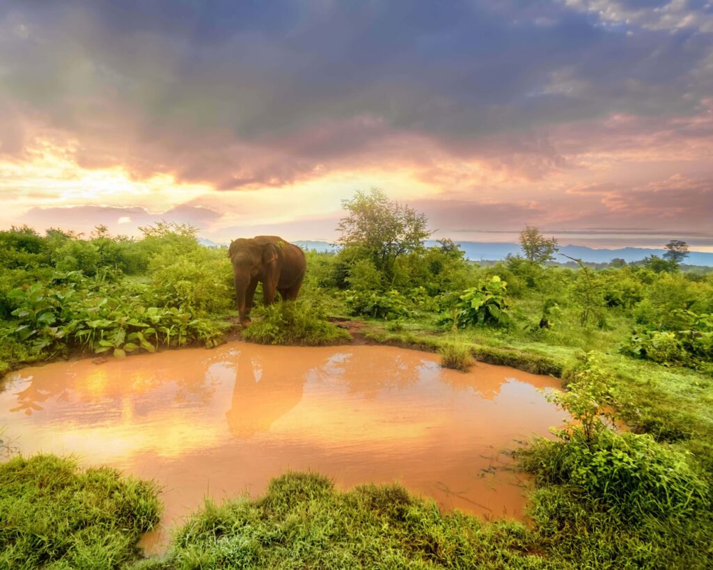 Big Asian Elephant in Udawalawe National Park