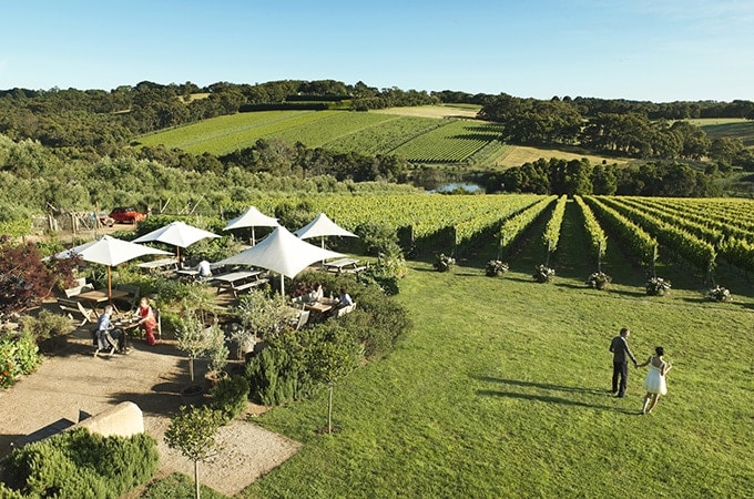 Montalto Vineyard and Olive Grove