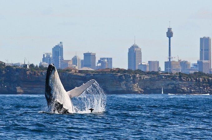 Wale in Sydney Harbour