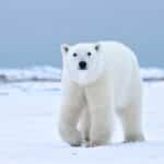 Arctic adventures: Walking with polar bears