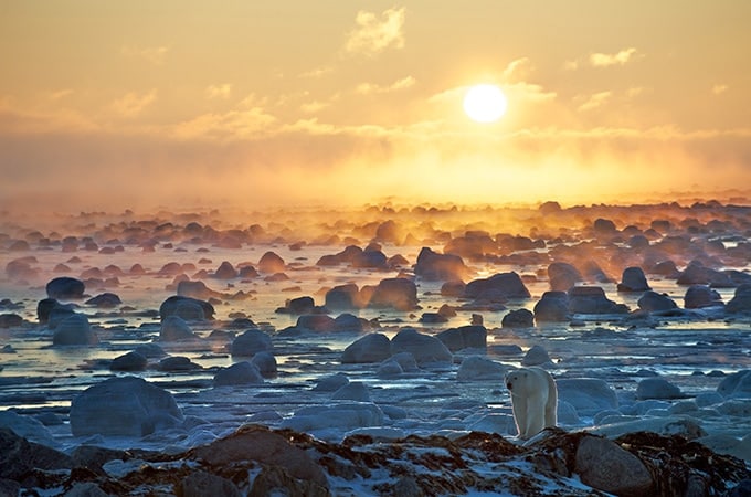 polar bears in Canada's Hudson Bay