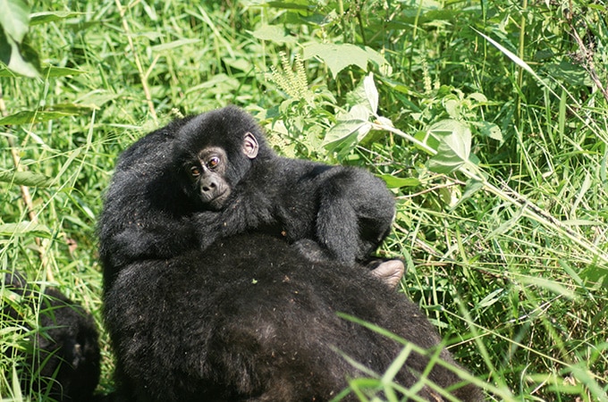 Mother and baby Gorilla in Uganda