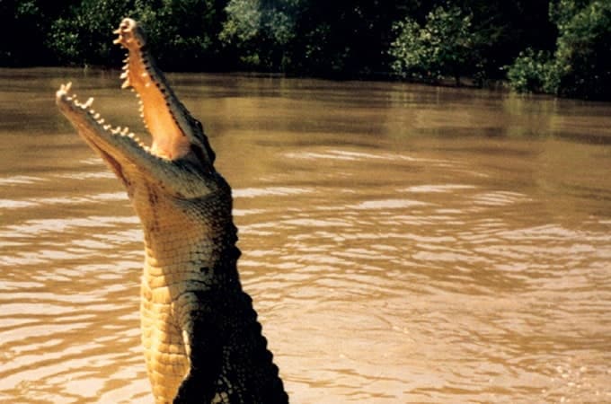 Crocodile North Queensland