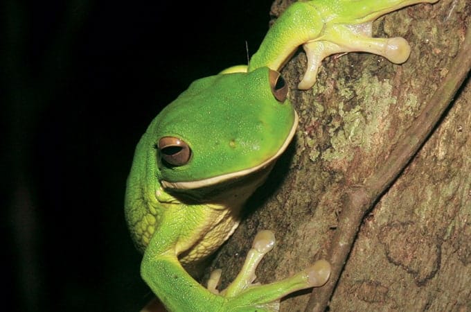 Frog North Queensland