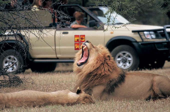 Lion safarii South Africa