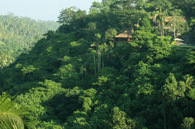 Rainforest of Ubud