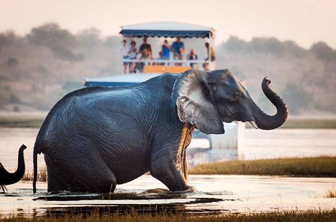  Elephants enjoy a brimming Chobe River, to the delight of tourists
