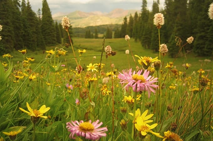 Wildflowers come alive in Vale in the summer time