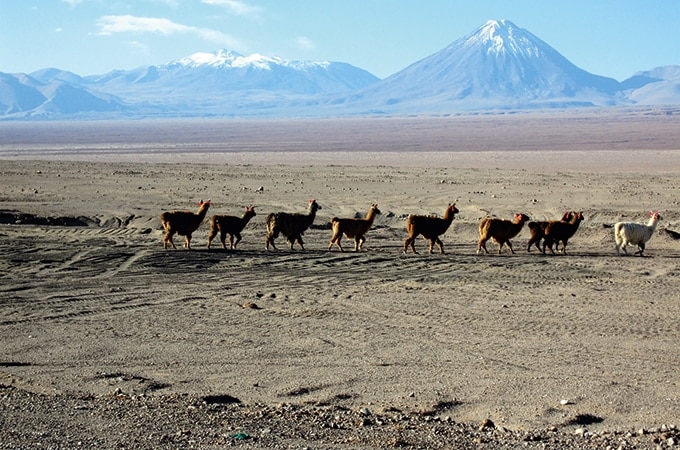 Llamas crossing the desert heading to the Andes