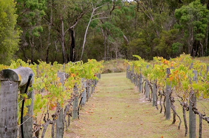 Take a stroll through one of Stanthorpe's picturesque wineries