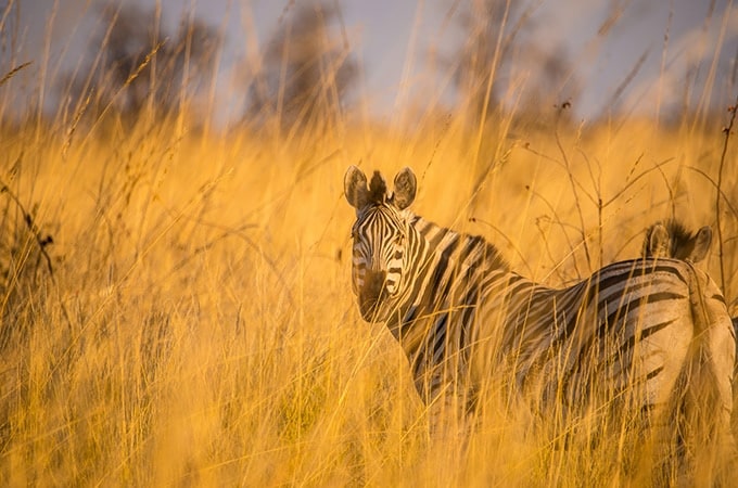 Zebra Africa