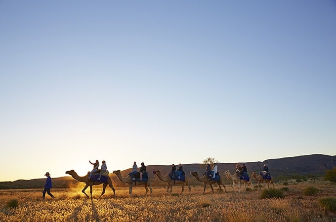 Camel Tours, Northern Territory 