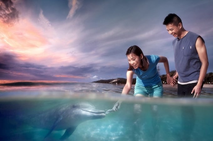 Experience wild dolphin-feeding for an incredible escape Tangalooma