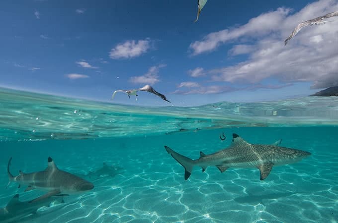 Dive into a world of amazing wildlife in Tahiti's aqua waters