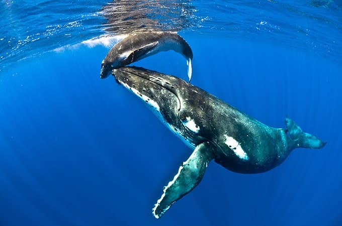 Whale Sharks Niue
