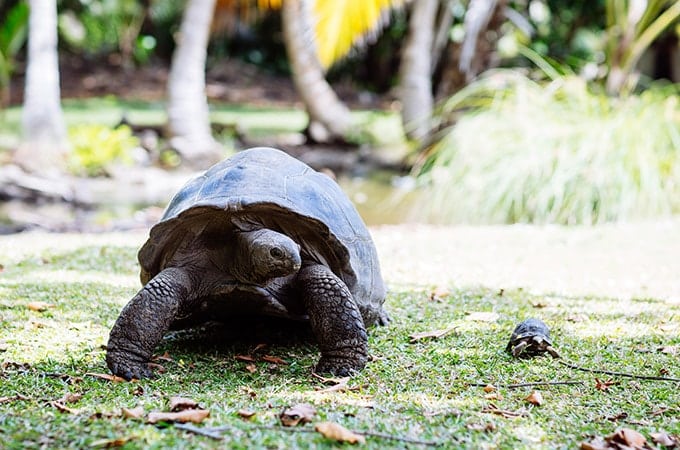 Turtles Seychelles