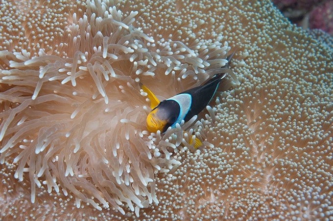 Fish Seychelles