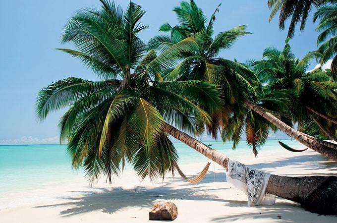 Havelock Island Palm Trees on beach