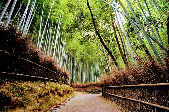Arashiyama Bamboo Grove - Kyoto