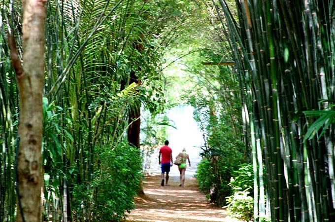 Koh Phangan couple walking in bamboo