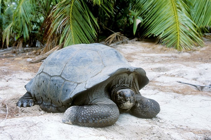 Turtle Seychelles