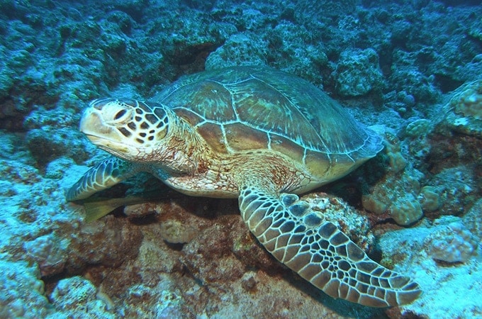 Turtle in Okinawa