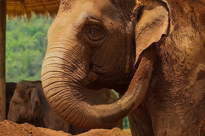 Be sure to only visit ethical wildlife sanctuaries in Thailand