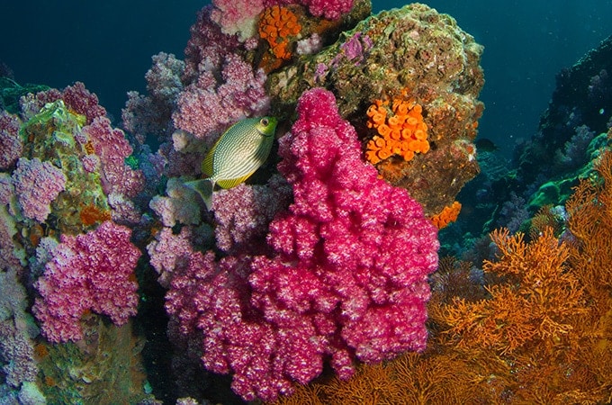 Thailand offers world-class diving
