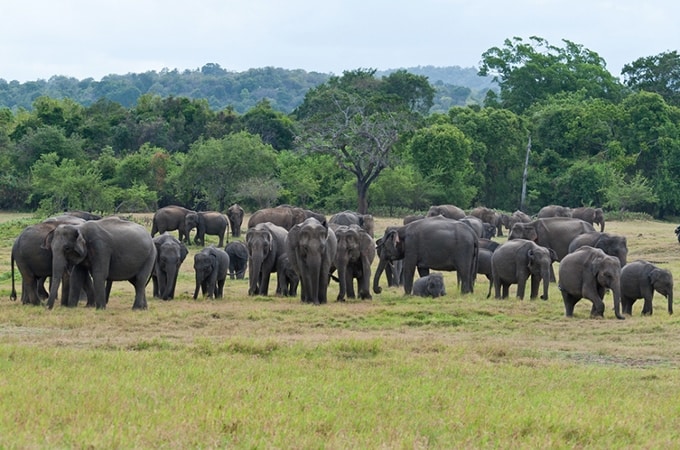 Elephant gathering in Sri Lanka; photo: Daniel Newcombe – Flickr