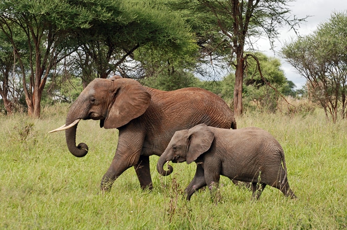 Elephants Frolicking in Tanzania