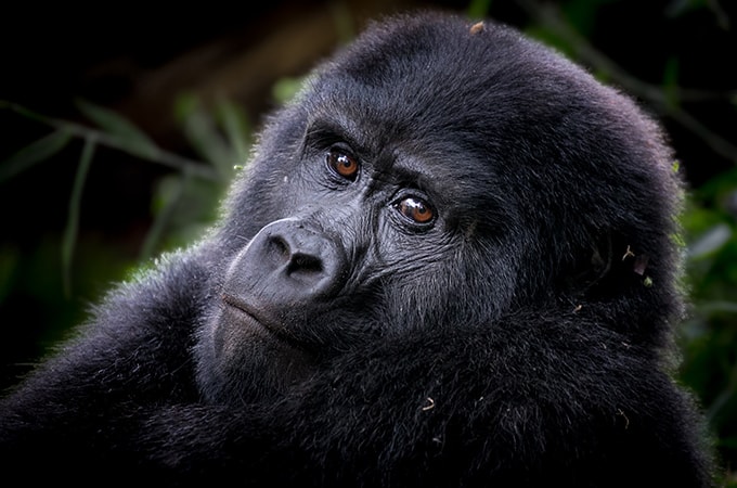 Mountain gorilla trekking safaris are often referred to as “the most memorable in the world,” photo: Sarah Zito