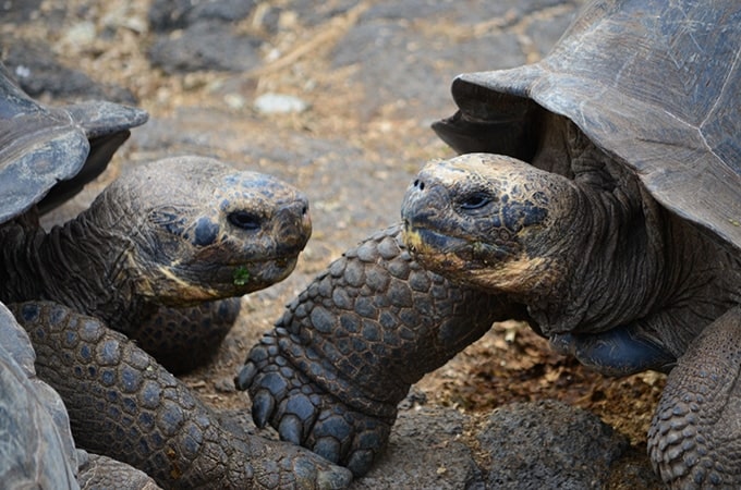Head to the Galapagos Islands to see the giant tortoises