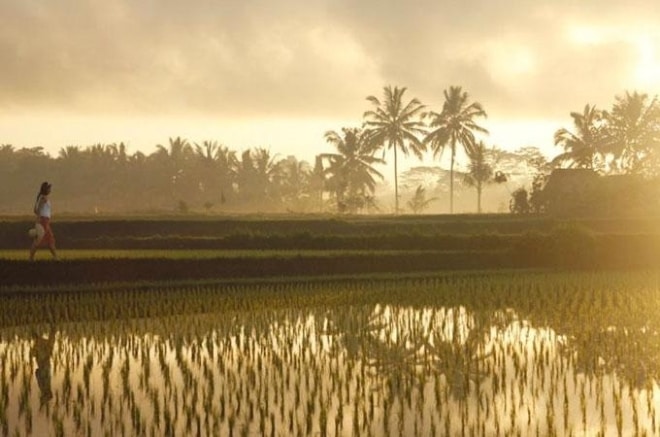 Kayimanis Ubud Rice Fields