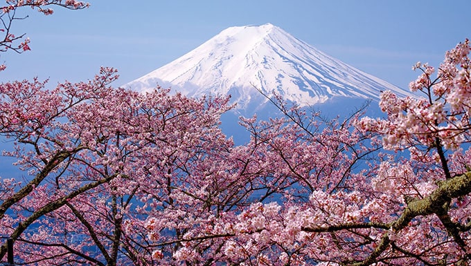  Cherry blossoms over Mt Fuji 