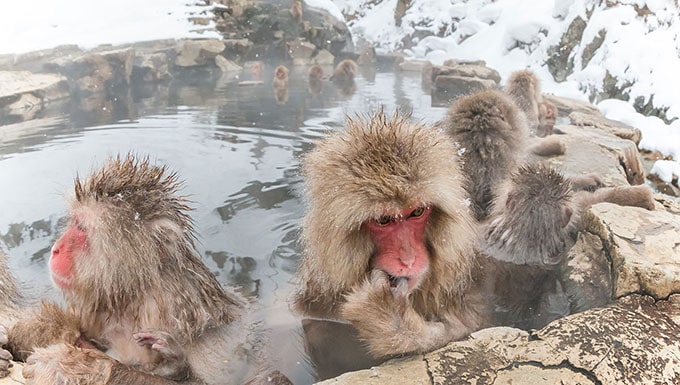Monkeys-hot-spring-japan-see-and-do