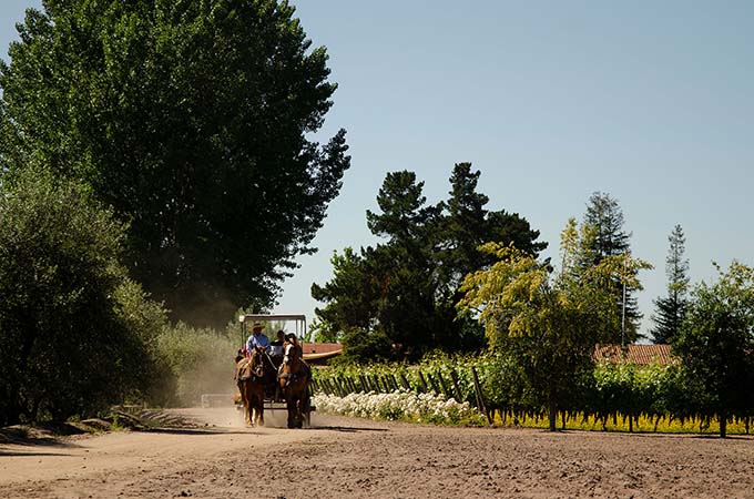  Tour the Vui Manent winery on a horse-drawn carriage. 