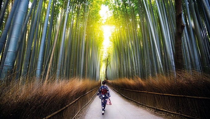 Japanese-Bamboo-Forst