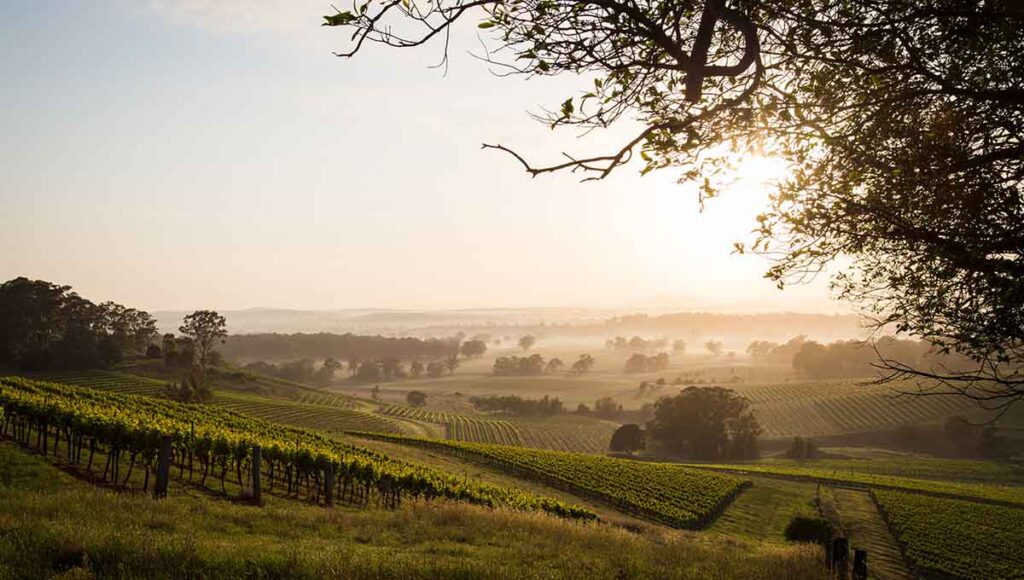 overhead view of the vineyards and fields at Hunter Valley with surrounding lush greeneries and trees during sunset - ultimate australian honeymoon