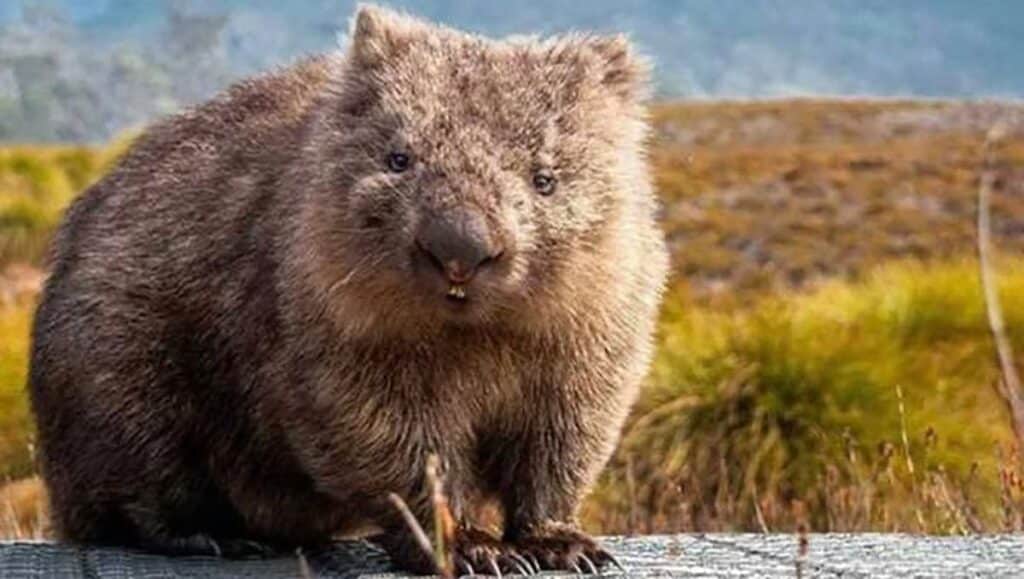 Wombat at Cradle Mountain, Tasmanian honeymoon