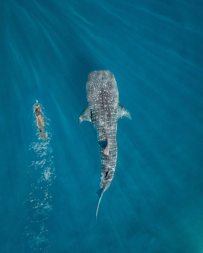 Aerial view of a woman swimmer swimming with Whale Sharks on a beach