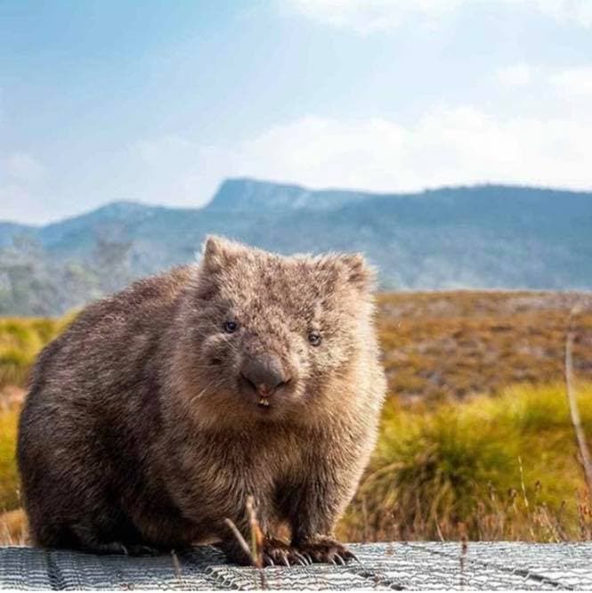 Wombat at Cradle Mountain Lodge