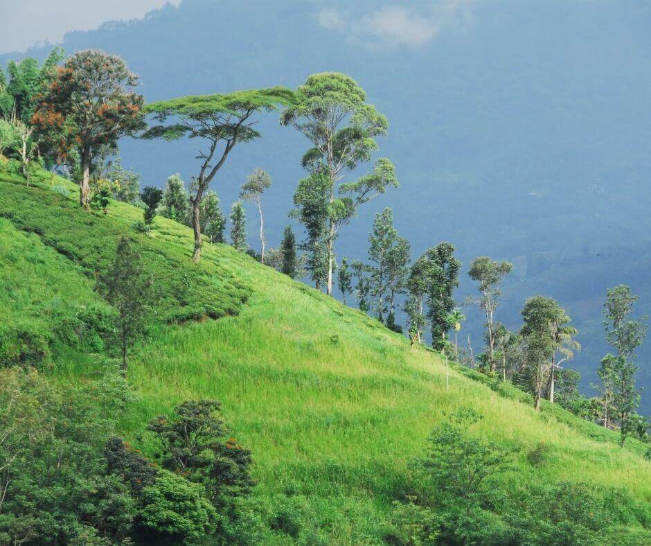 Tea-Plantation-Sri-Lanka