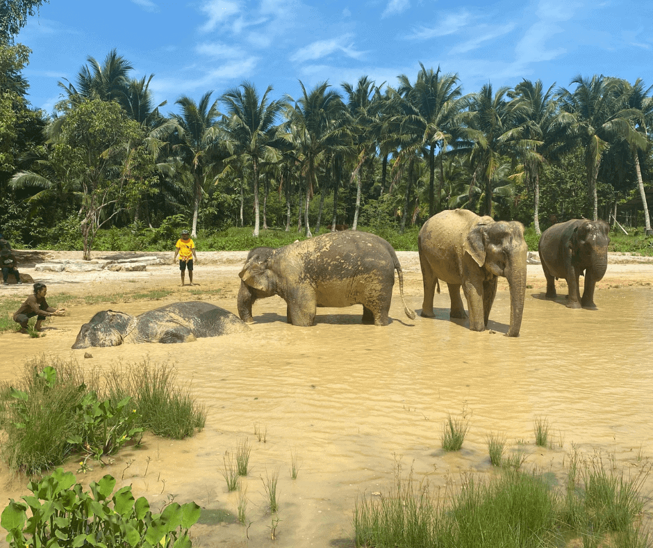 The elephants loving their mud bath