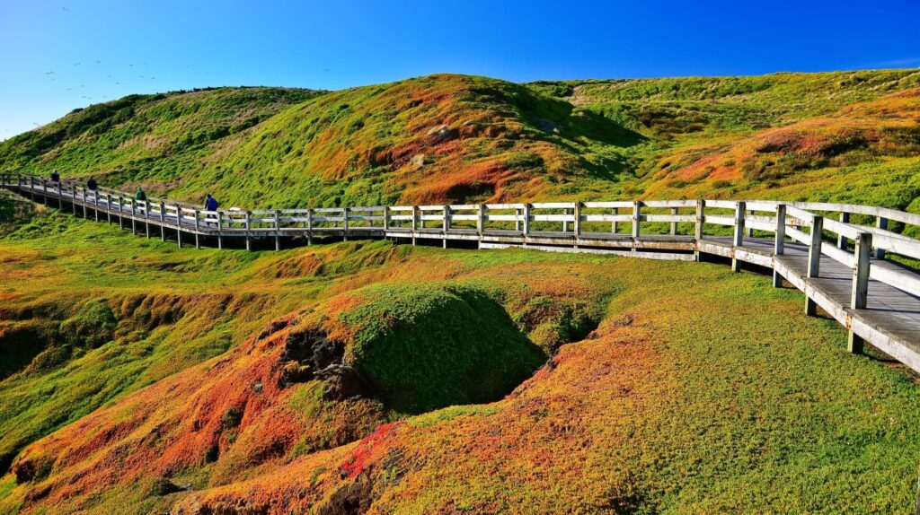 The Nobbies boardwalk, a beautiful headland on the south-western tip of Phillip Island.