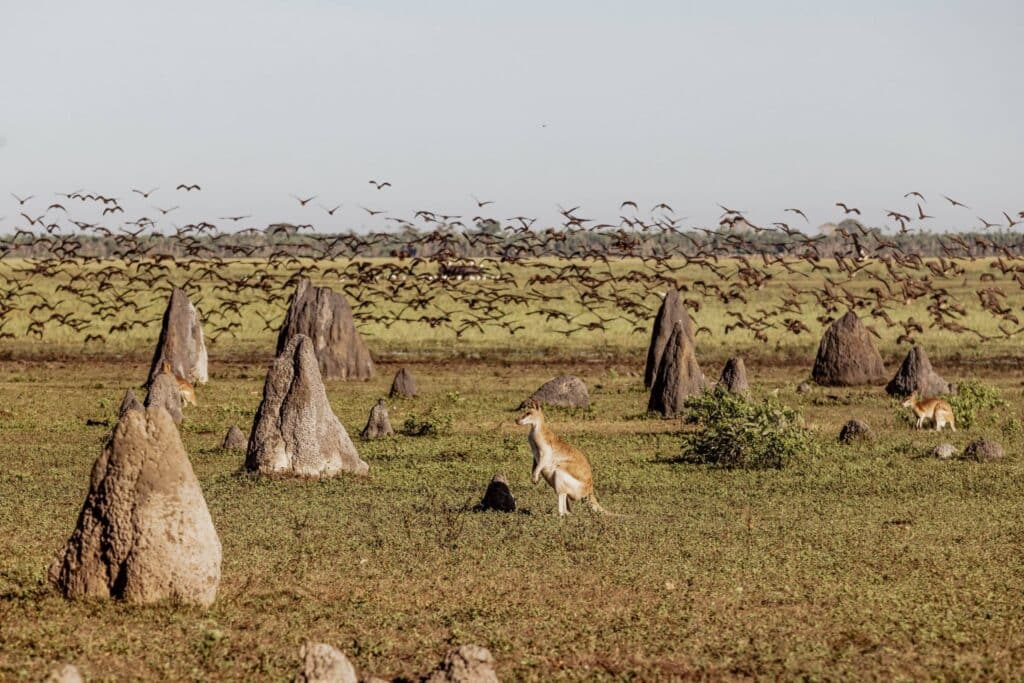 Kangaroo Bamarru Plains