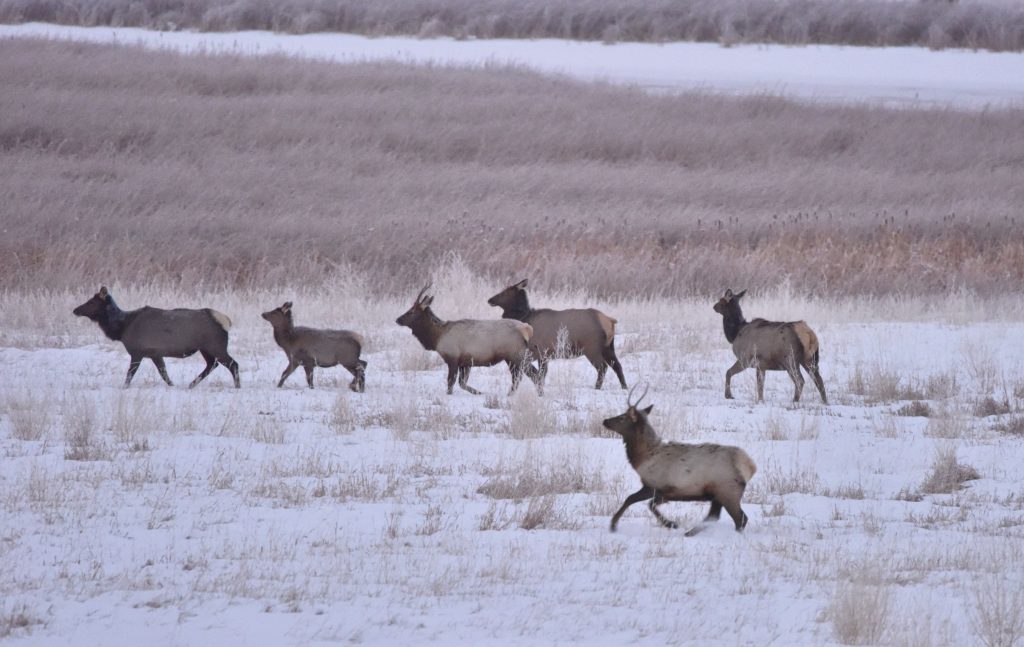 Elk running at National Elk Refuge in December in Wyoming