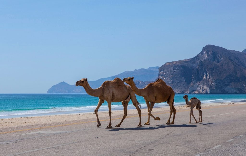 Camels on one of Oman's beautiful beaches