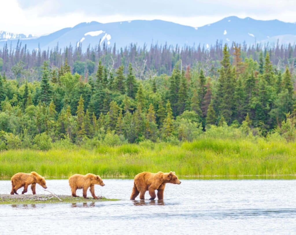 Brown bear with two cubs Alaska