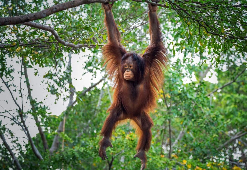 Orangutang in tree Sabah Borneo (1)