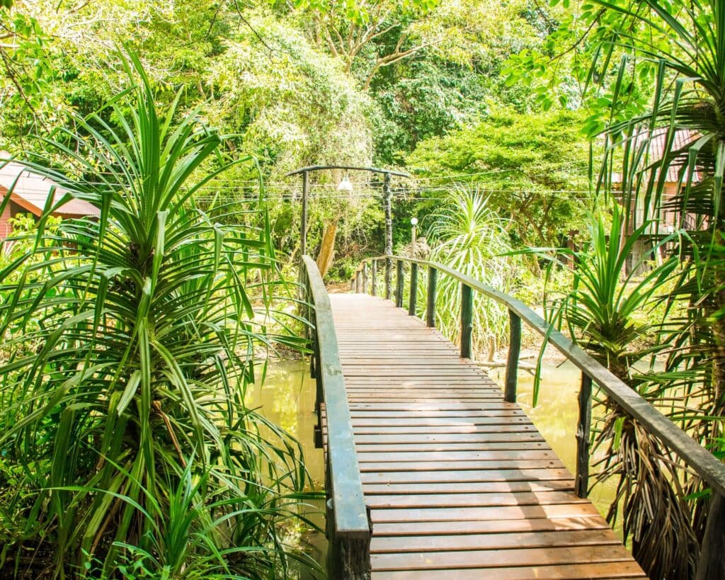 Tropical-jungle-trail-in-Mu-Koh-Lanta-National-Park-Krabi-Thailand